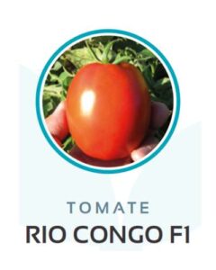 tomate rio congo f1