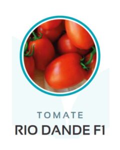 tomate rio dande f1