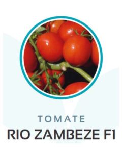 tomate rio zambeze f1